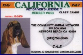 Pet Driver's License- Dog2